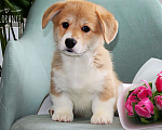Собаки в Санкт-Петербурге: Щенок вельш-корги пемброк Девочка, 80 000 руб. - фото 4