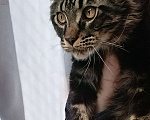 Кошки в Москве: Мальчик Мейн кун Мальчик, 25 000 руб. - фото 6