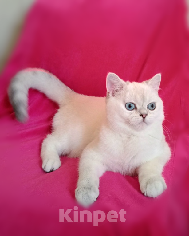 Кошки в Санкт-Петербурге: Котенок британской шиншиллы. Мальчик, 35 000 руб. - фото 4