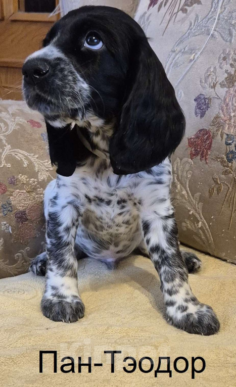 Собаки в Подольске: Щенки русского охотничьего спаниеля Мальчик, 65 000 руб. - фото 4