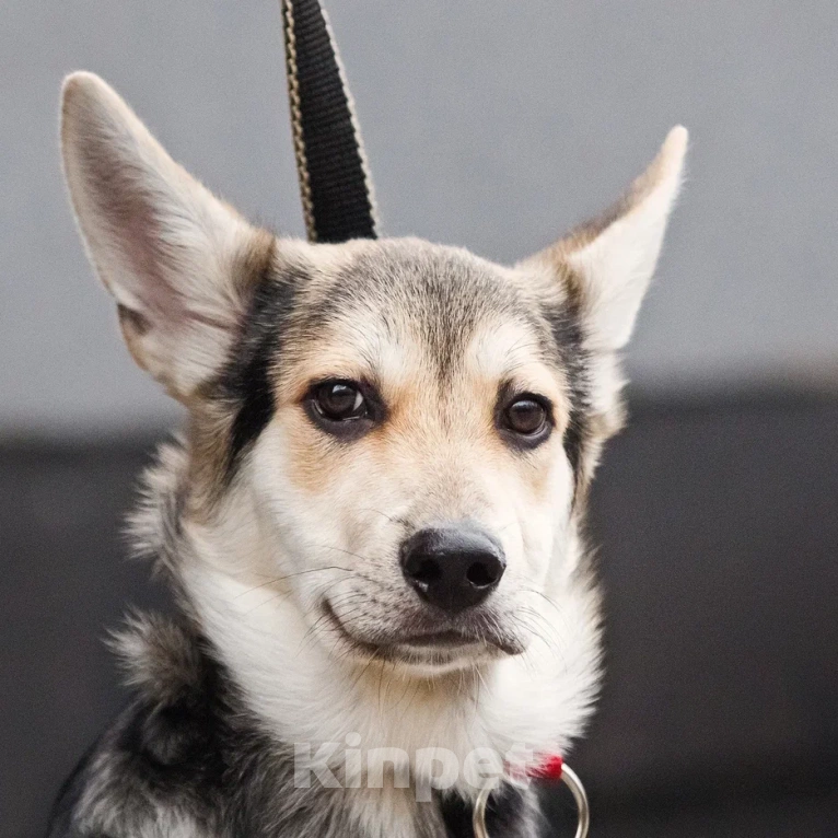 Собаки в Москве: Джокер в добрые руки Мальчик, Бесплатно - фото 3