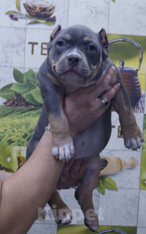 Собаки в Белово: Щенок Американский булли Девочка, 200 000 руб. - фото 1