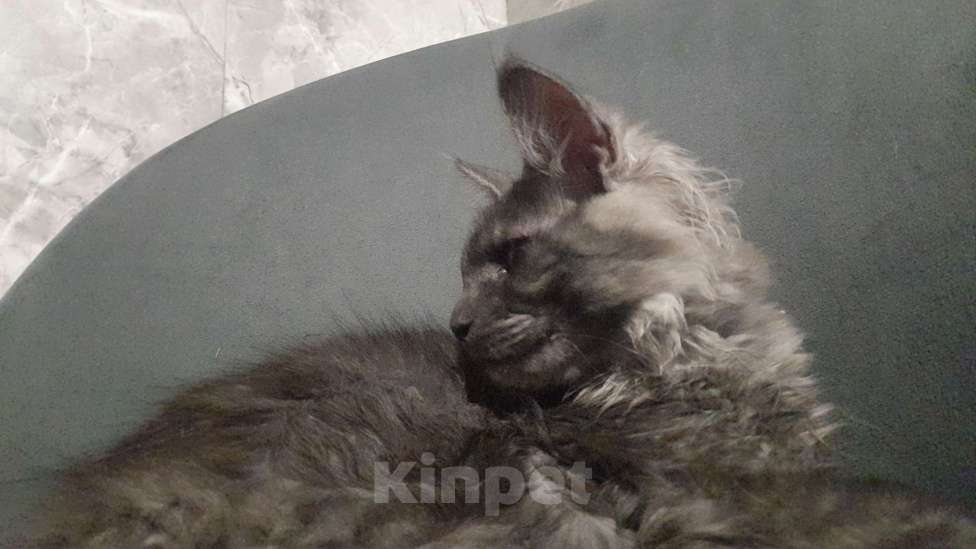 Кошки в Омске: Котенок мейн-кун Мальчик, 60 000 руб. - фото 2