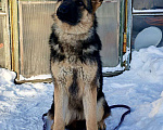 Собаки в Иркутске: Подрощенная девочка немецкой овчарки  Девочка, 25 000 руб. - фото 1