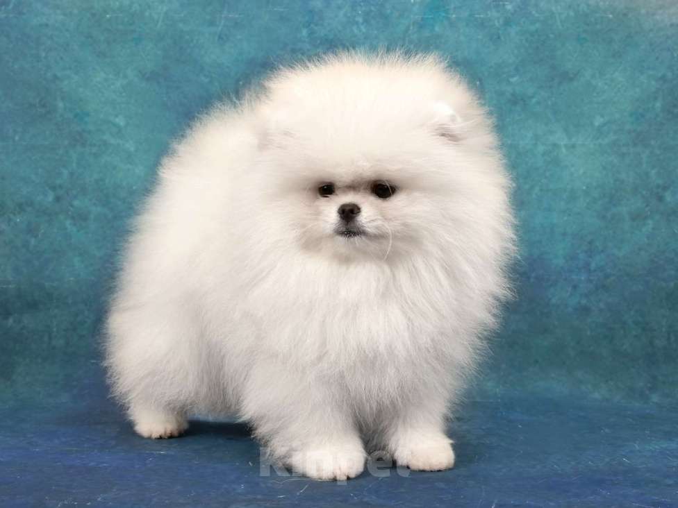 Собаки в Москве: Померанский карликовый шпиц мини мальчик Мальчик, 35 000 руб. - фото 5