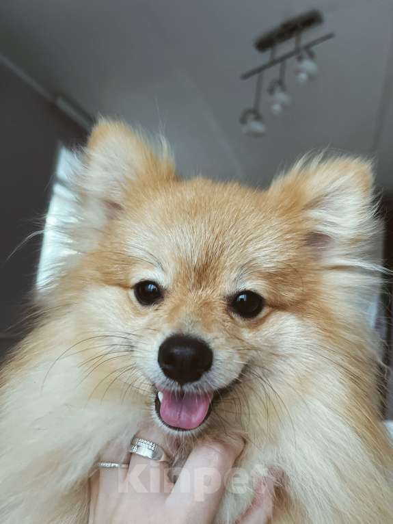 Собаки в Кирове: Померанский шпиц Мальчик, Бесплатно - фото 1