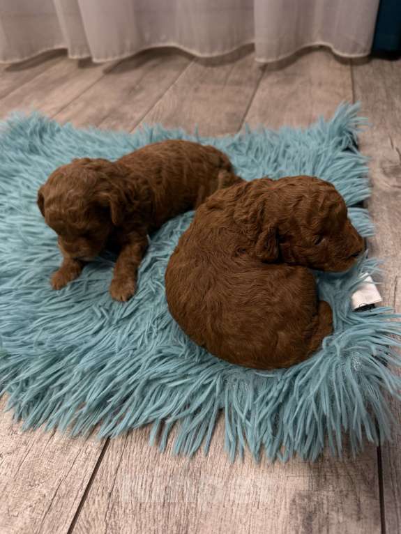 Собаки в Самаре: Очаровательная девочка  Девочка, 90 000 руб. - фото 2