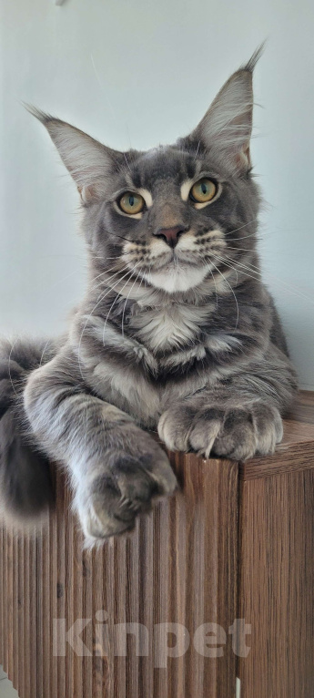 Кошки в Москве: Полидакт мейн-кун  Мальчик, 45 000 руб. - фото 5