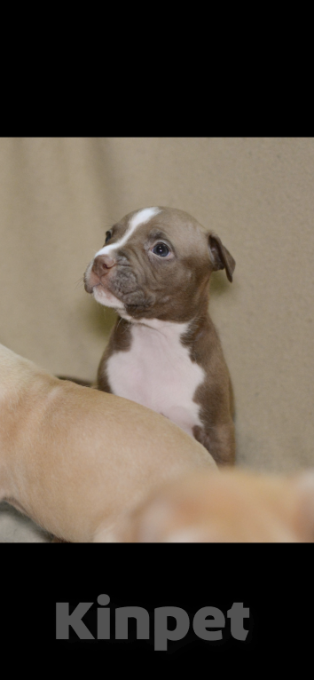 Собаки в Санкт-Петербурге: Продаем  Девочка, 29 000 руб. - фото 4