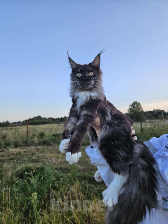 Кошки в Санкт-Петербурге: Котик черный дым с белым  Мальчик, 40 000 руб. - фото 2