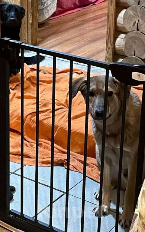 Кошки в Москве: Марсель ищет дом Мальчик, Бесплатно - фото 8