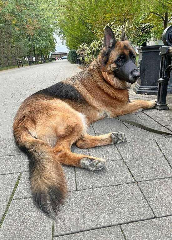 Собаки в Краснодаре: Ищет дом кобель немецкой овчарки по кличке Оскар Мальчик, 10 руб. - фото 3