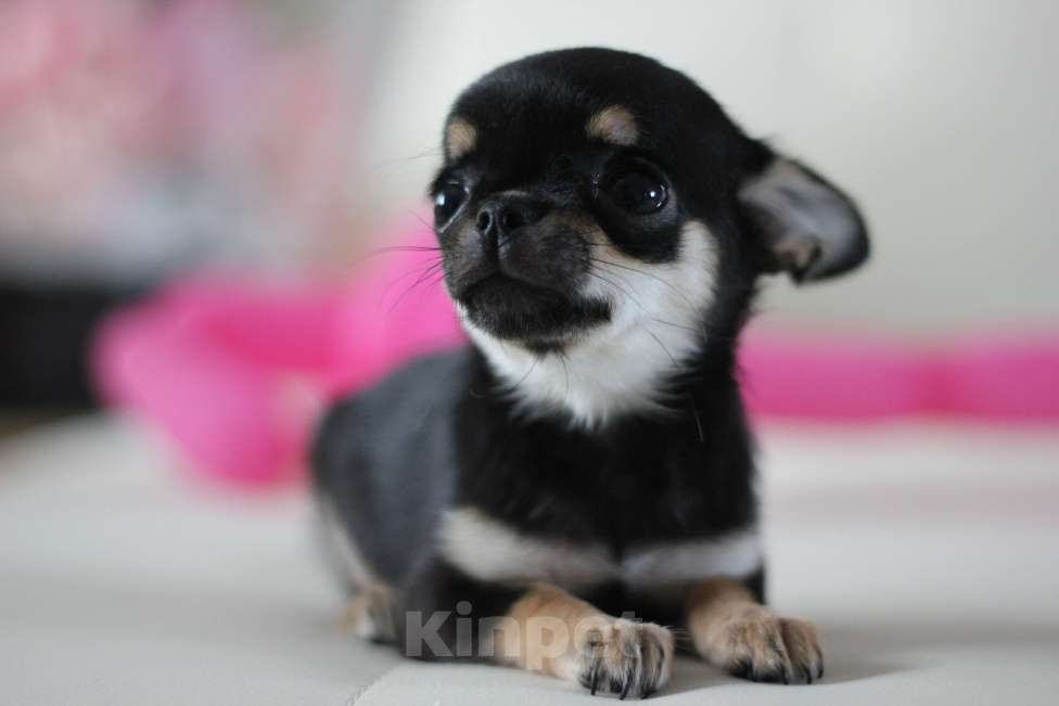 Собаки в Нижнем Новгороде: Чихуахуа мальчик с РКФ Мальчик, Бесплатно - фото 1