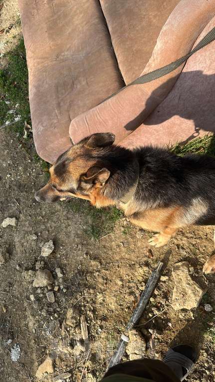 Собаки в Махачкале: Продается овчарка можно на вязку Мальчик, Бесплатно - фото 5