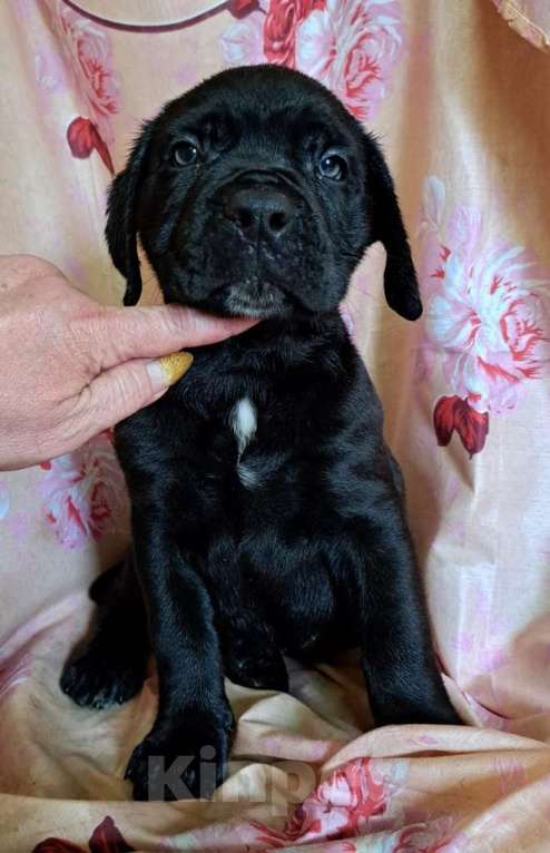 Собаки в других городах Московской области: Красивый черный мальчик Мальчик, 40 000 руб. - фото 2