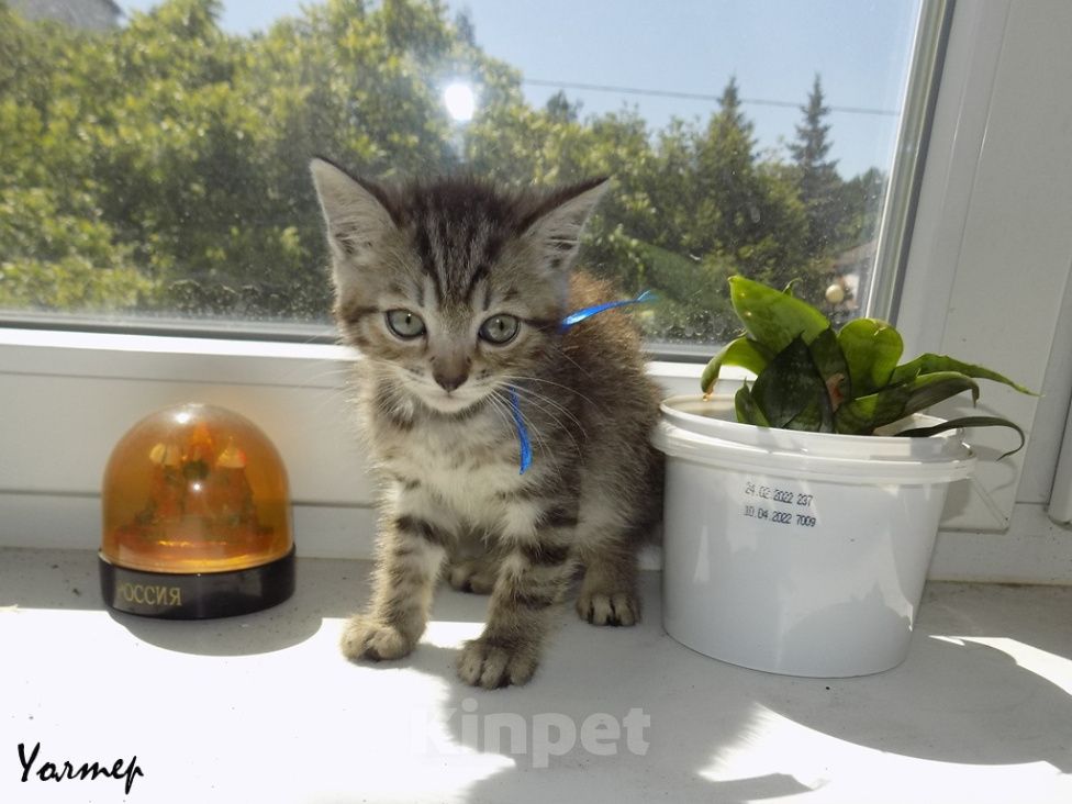 Кошки в Москве: Шотландский прямоухий короткошёрстный котёнок Девочка, 8 000 руб. - фото 5