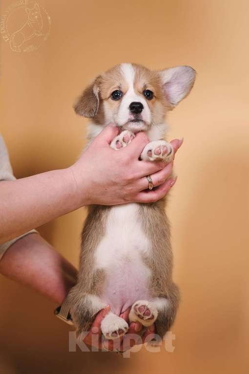 Собаки в других городах Московской области: Щенки вельш корги пемброк Девочка, 90 000 руб. - фото 4