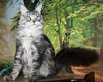 Кошки в Казани: Кот мейн кун черный серебристый  Мальчик, 15 000 руб. - фото 3