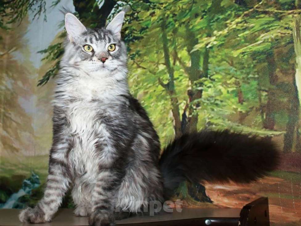 Кошки в Казани: Кот мейн кун черный серебристый  Мальчик, 15 000 руб. - фото 3