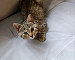 Кошки в Красногорске: Котята в добрые и надежные ручки Разнополые, Бесплатно - фото 6