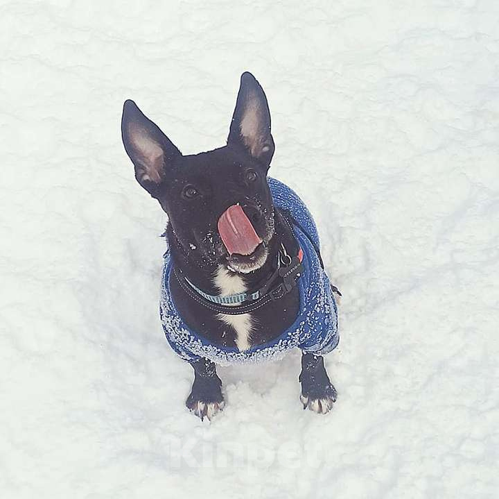 Собаки в Москве: Нежный брутал ГРОМ ищет семью Мальчик, 10 руб. - фото 5