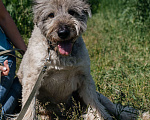 Собаки в Химках: Игривый пес Мальчик, Бесплатно - фото 2