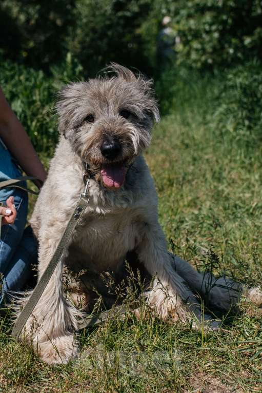 Собаки в Химках: Игривый пес Мальчик, Бесплатно - фото 2