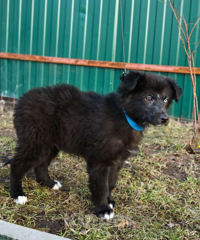 Собаки в Москве: Щенок бесплатно в Москве Мальчик, Бесплатно - фото 9