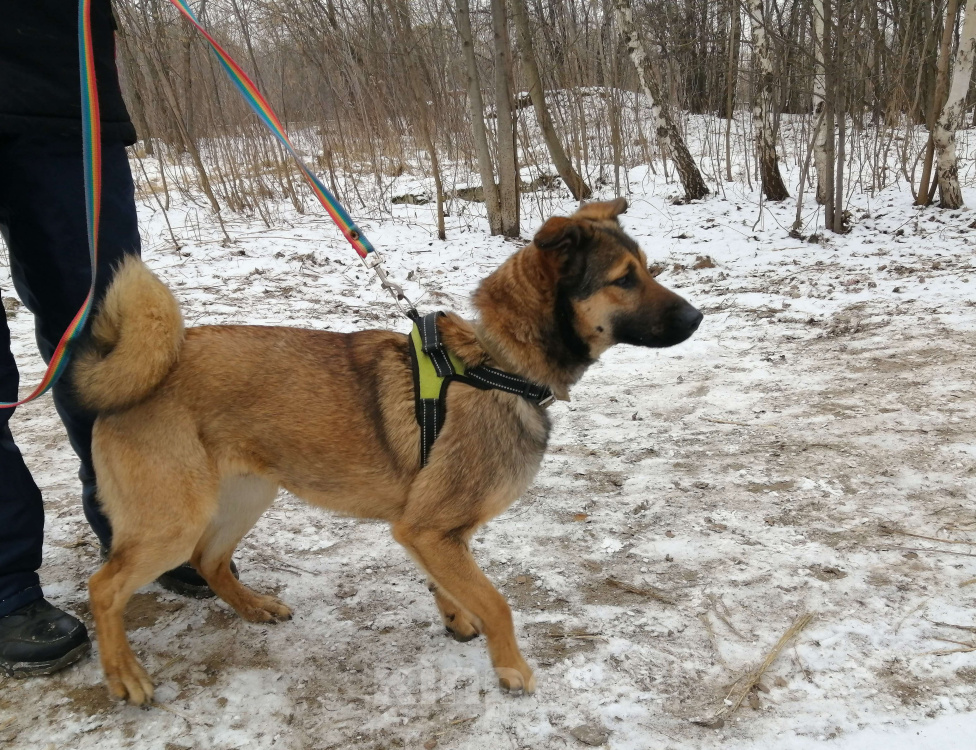 Собаки в Москве: Юхо! Молодой пес в добрые руки! Мальчик, Бесплатно - фото 3