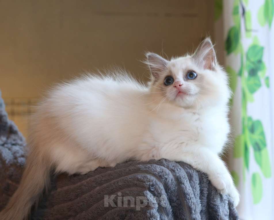 Кошки в Санкт-Петербурге: Рэгдолл котенок 3 месяца с документами питомник Девочка, 45 000 руб. - фото 4
