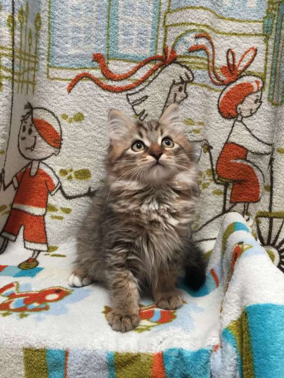 Кошки в Санкт-Петербурге: Сибирский котёнок Мальчик, 45 000 руб. - фото 3