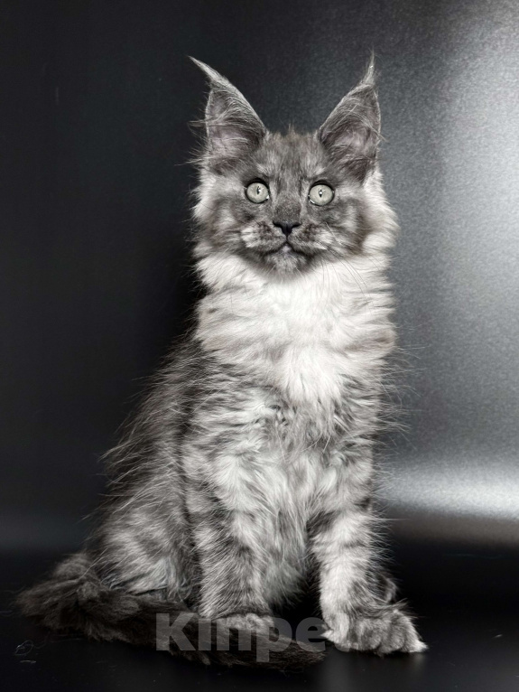 Кошки в других городах Московской области: Дымчатая красотка Девочка, 50 000 руб. - фото 8