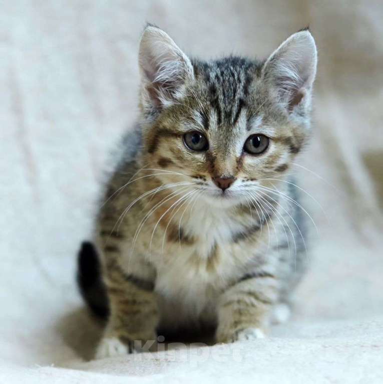 Кошки в Москве: Котенок Шустрик в добрые руки Мальчик, Бесплатно - фото 3