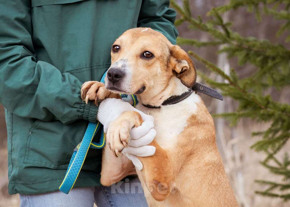 Собаки в Москве: Собака-компаньон в поисках дома и семьи Мальчик, Бесплатно - фото 5