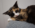 Кошки в Омске: Котенок в добрые руки Девочка, Бесплатно - фото 1