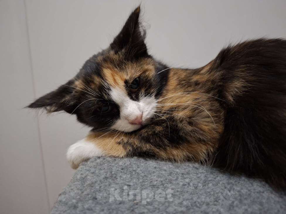 Кошки в Омске: Котенок в добрые руки Девочка, Бесплатно - фото 1