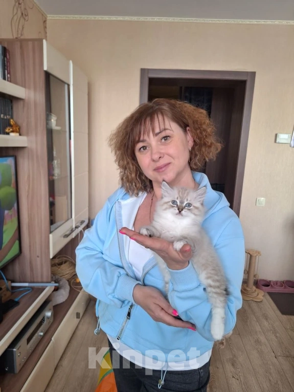 Кошки в Кохме: Невская маскарадная девочка Девочка, 45 000 руб. - фото 10