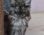 Кошки в Балашихе: Котята Мейн-Куна Девочка, Бесплатно - фото 1