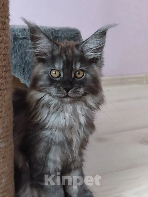 Кошки в Балашихе: Котята Мейн-Куна Девочка, Бесплатно - фото 1