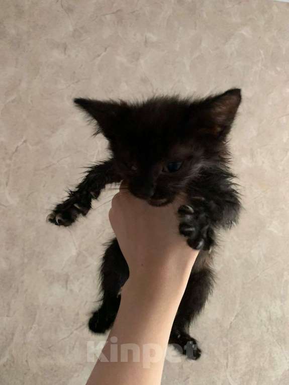 Кошки в Чебоксарах: Котёнок в добрые руки Мальчик, Бесплатно - фото 1