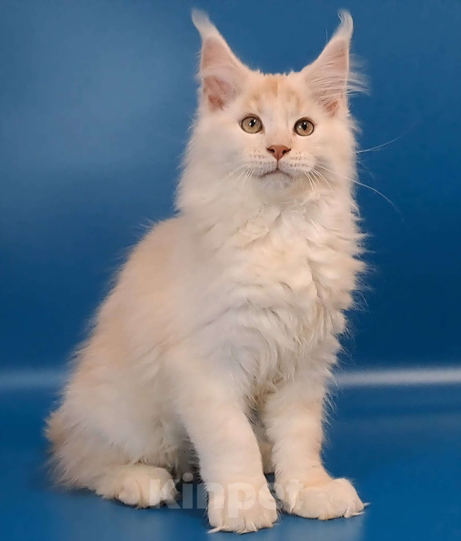 Кошки в Уфе: Котёнок мейн-кун  Мальчик, 45 000 руб. - фото 1