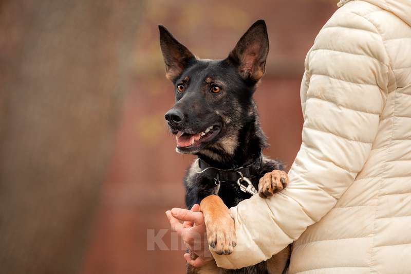 Собаки в Москве: Овчарка Глория в добрые руки Девочка, Бесплатно - фото 2