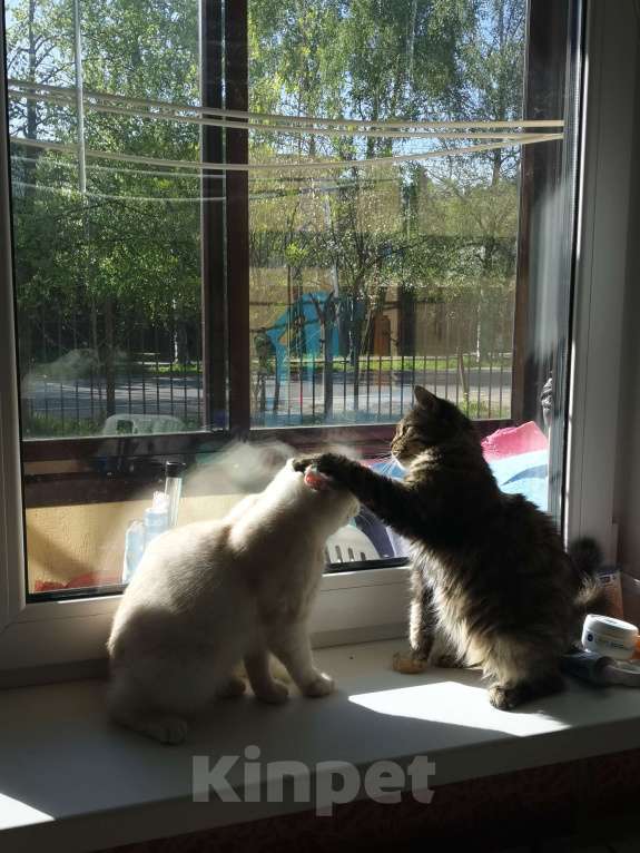 Кошки в Москве: Британские котята  Мальчик, 15 000 руб. - фото 2