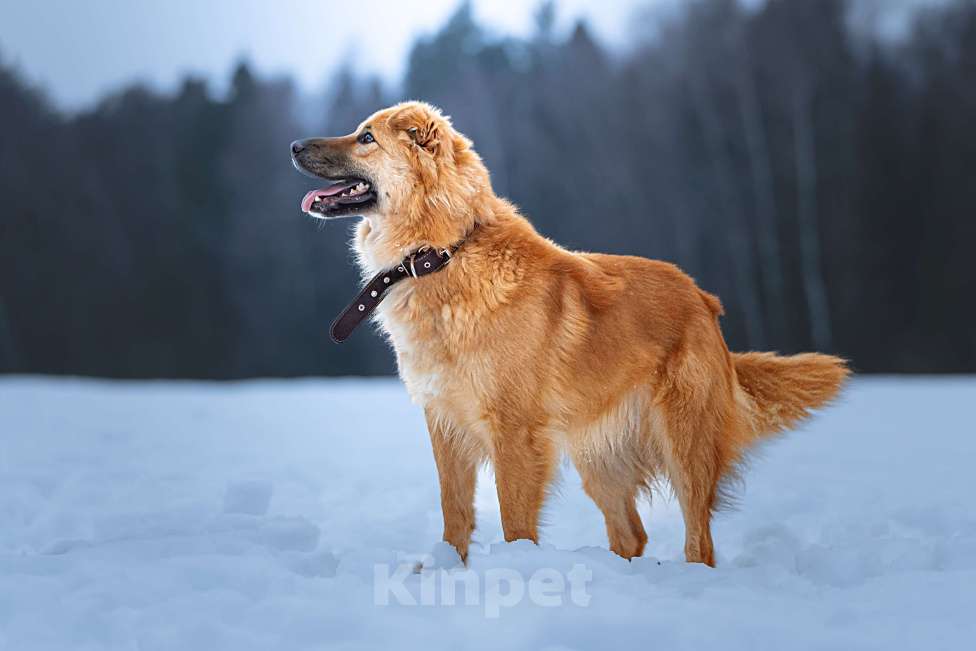Собаки в Клине: Дюшес — очень дружелюбный пёс Мальчик, Бесплатно - фото 7