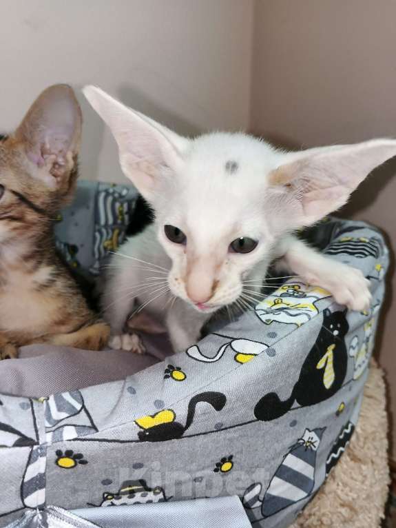 Кошки в Москве: Ориентальный мальчик, ванн Мальчик, 50 000 руб. - фото 7