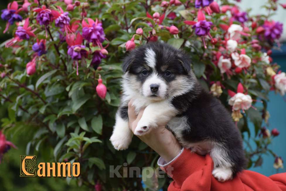 Собаки в Москве: Щенки Вельш Корги Пемброк Девочка, 45 000 руб. - фото 2