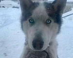 Собаки в Якутске: Опытный кобель хаски ищет подругу для вязки Мальчик, 5 000 руб. - фото 2