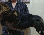 Кошки в Орске: Вязка Мейн-кун, 4 999 руб. - фото 10