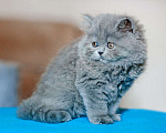 Кошки в Санкт-Петербурге: Чистокровный британский котенок Роберт Мальчик, 30 000 руб. - фото 5