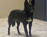 Собаки в Одинцово: Пропала маленькая черная собачка Симона Девочка, Бесплатно - фото 1